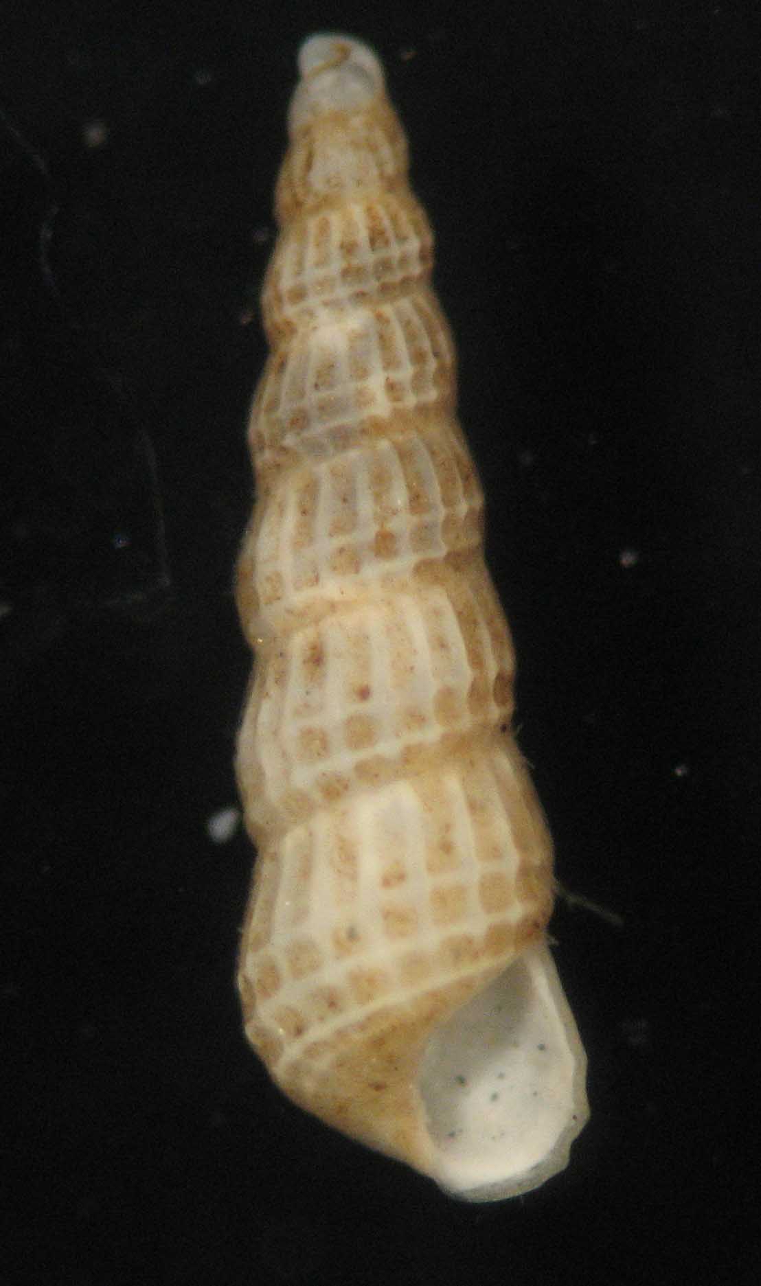 Chrysallida fenestrata